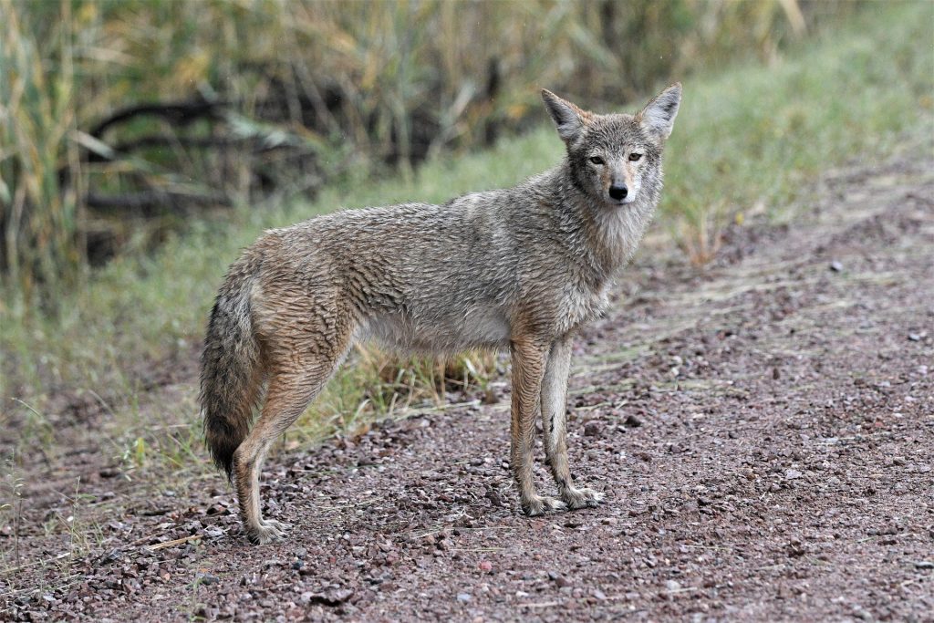 カナダ留学中に出会うかも？身近な野生動物と注意したい危険生物・コヨーテ（Coyote：アメリカコヨーテ）